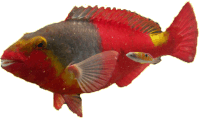 The brightly coloured parrotfish (Sparisoma cretense) is emblematic of the Marine Reserve